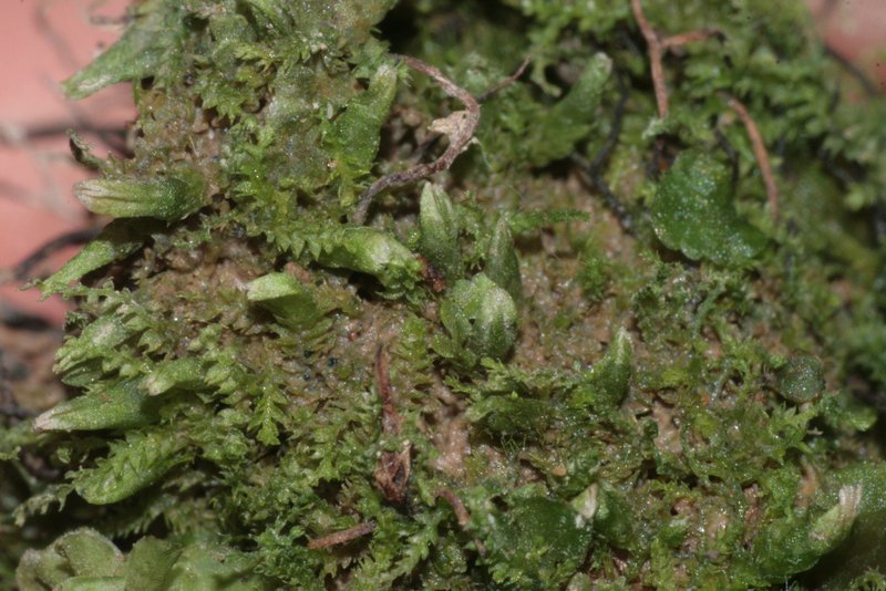 Cephalozia bicuspidata