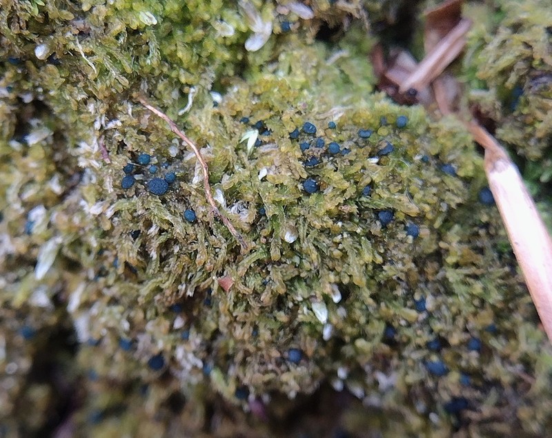 Cephalozia bicuspidata