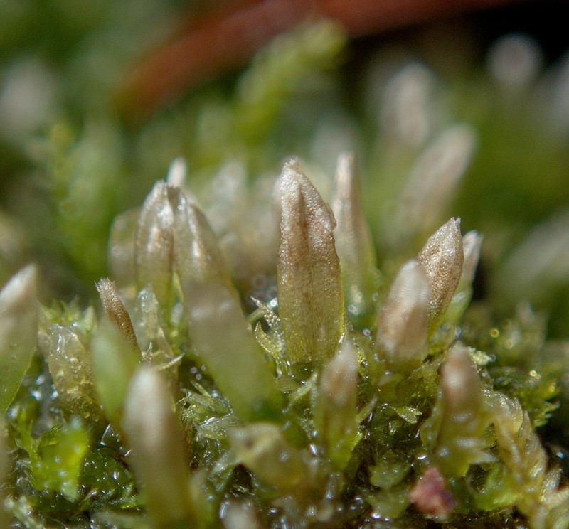 Cephalozia bicuspidata photo 2