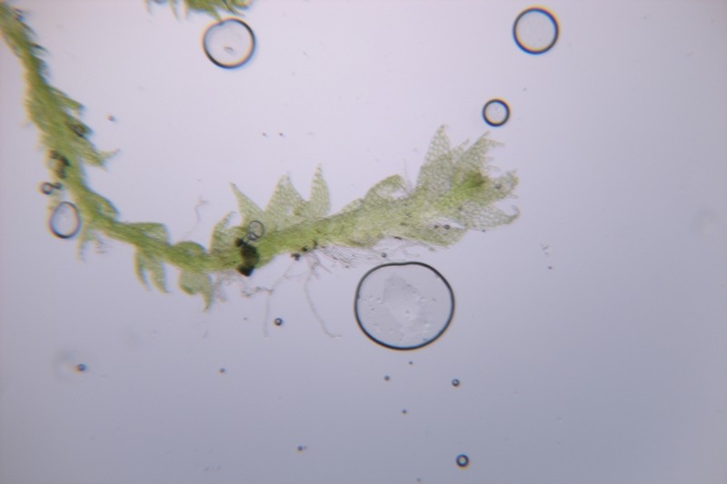 Cephalozia bicuspidata photo 3