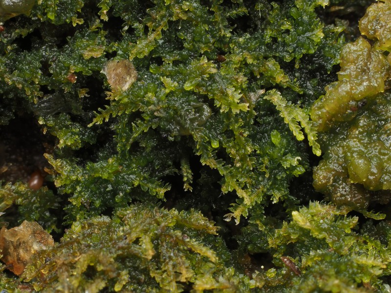 Cephalozia bicuspidata photo 4