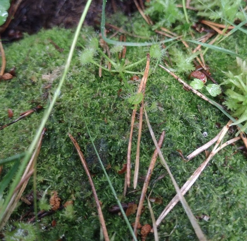 Cephalozia bicuspidata photo 5