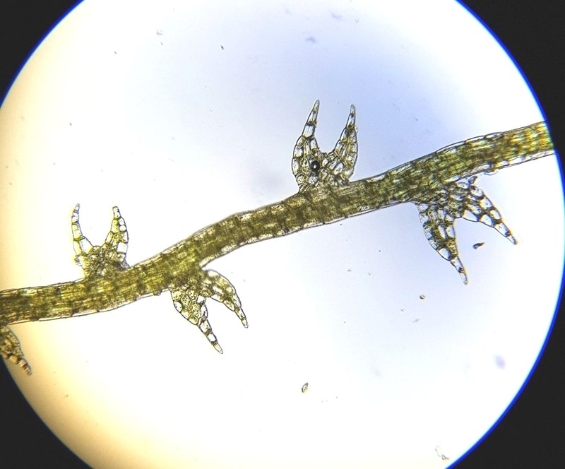 Cephalozia bicuspidata photo 6