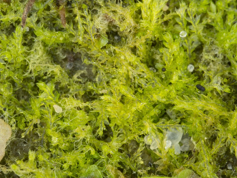 Cephalozia bicuspidata photo 8