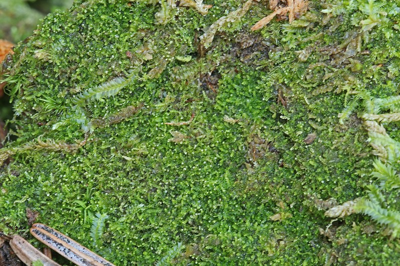 Cephalozia catenulata