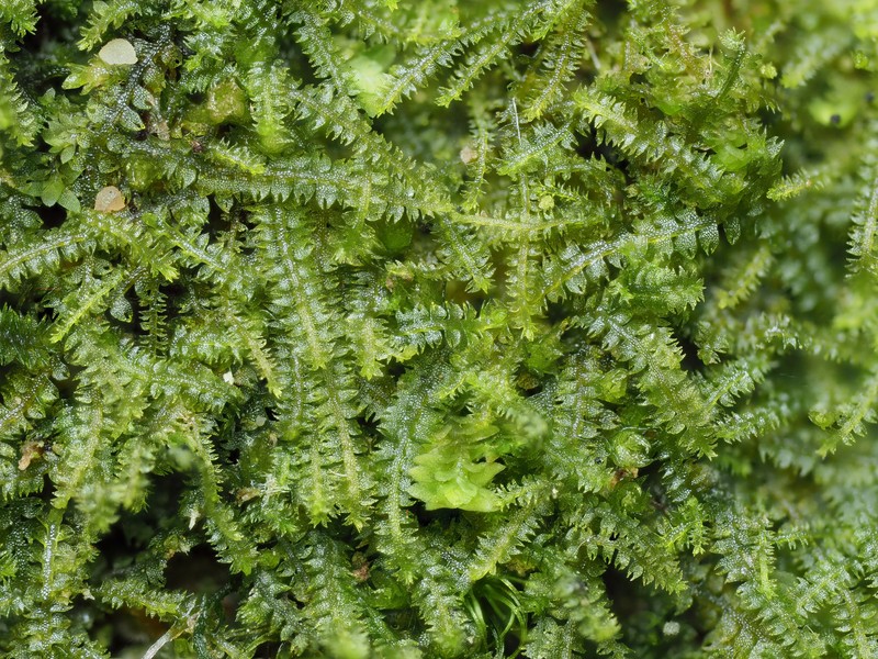 Cephalozia catenulata photo 2