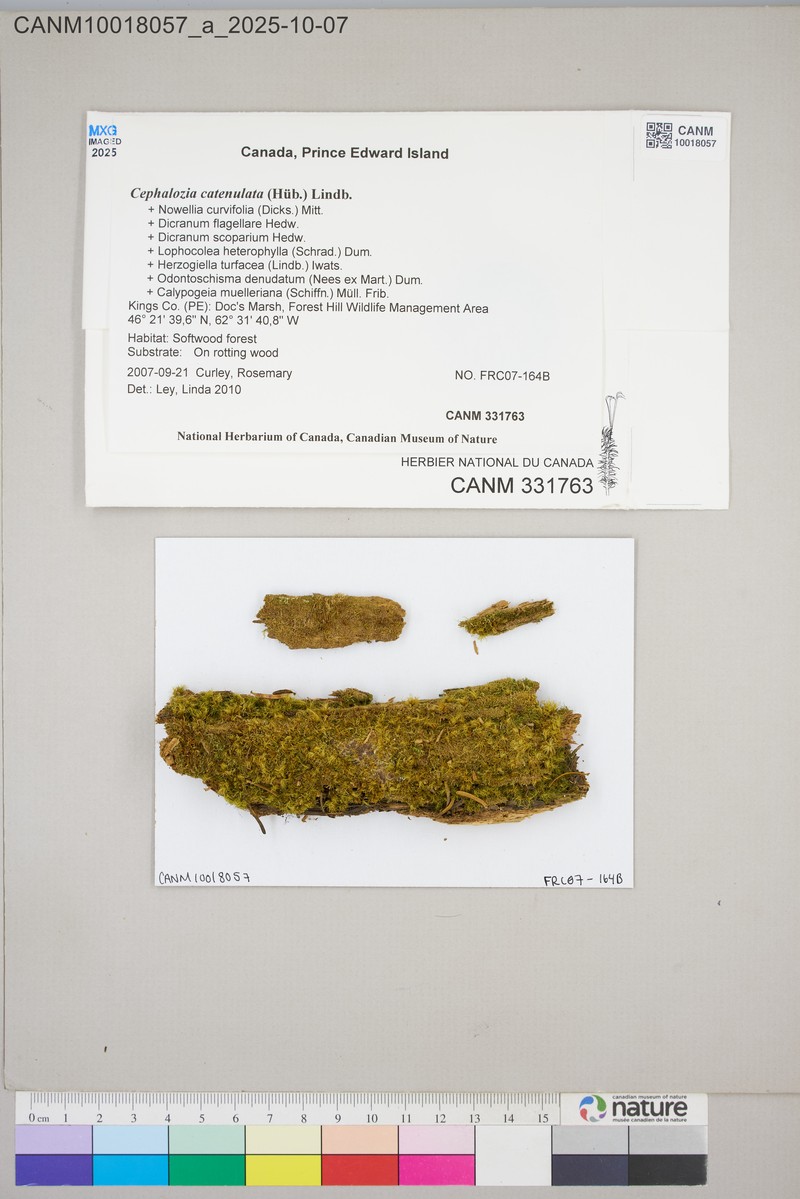 Cephalozia catenulata photo 3