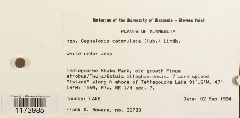 Cephalozia catenulata photo 5