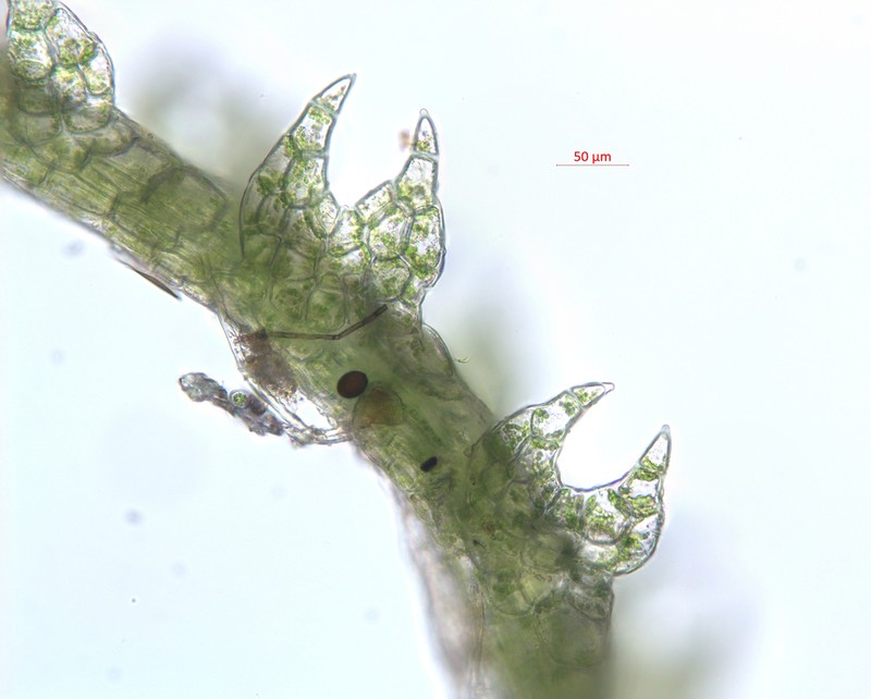 Cephalozia lacinulata