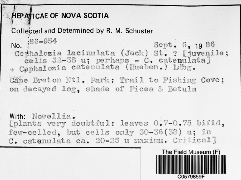Cephalozia lacinulata photo 3