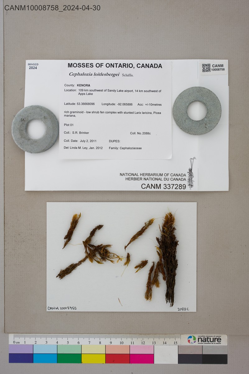 Cephalozia loitlesbergeri