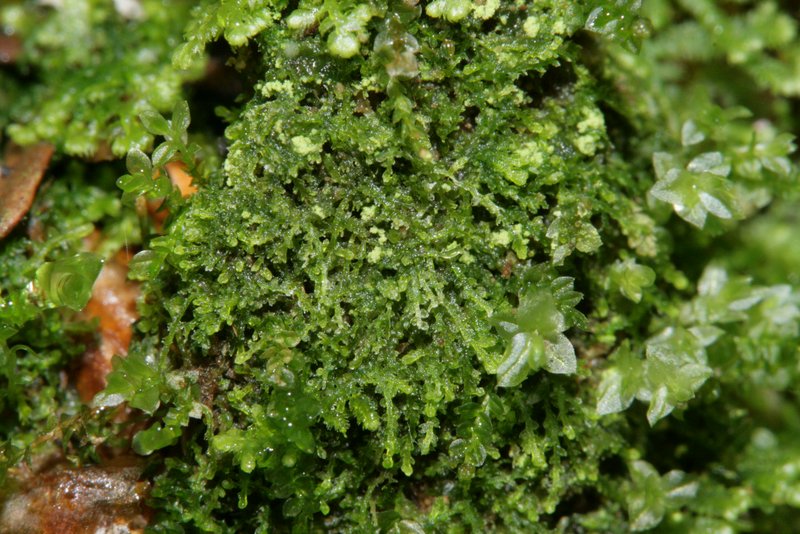 Cephalozia lunulifolia