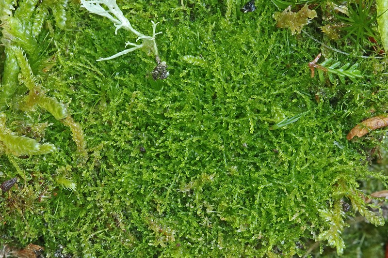 Cephalozia lunulifolia