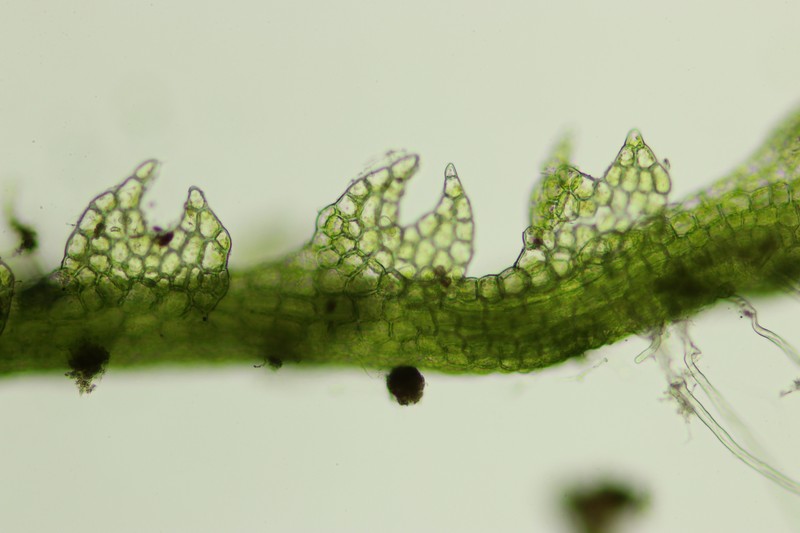 Cephalozia lunulifolia photo 2