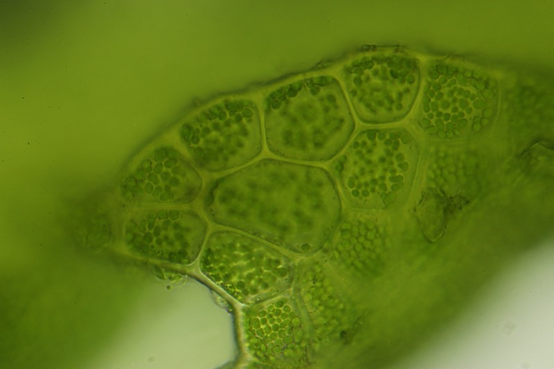 Cephalozia lunulifolia photo 3