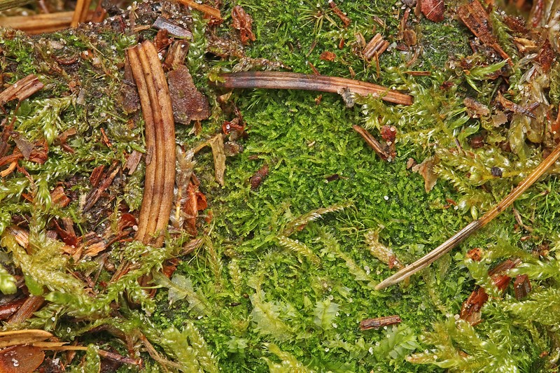 Cephalozia lunulifolia photo 4
