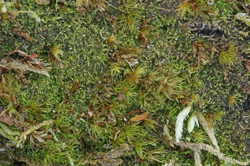 Cephalozia lunulifolia photo 5