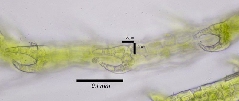Cephalozia macounii