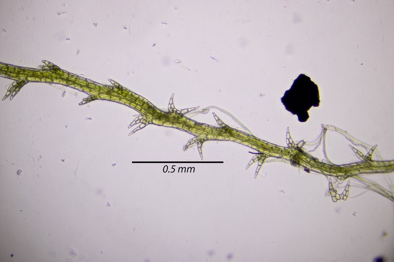 Cephalozia macounii photo 3