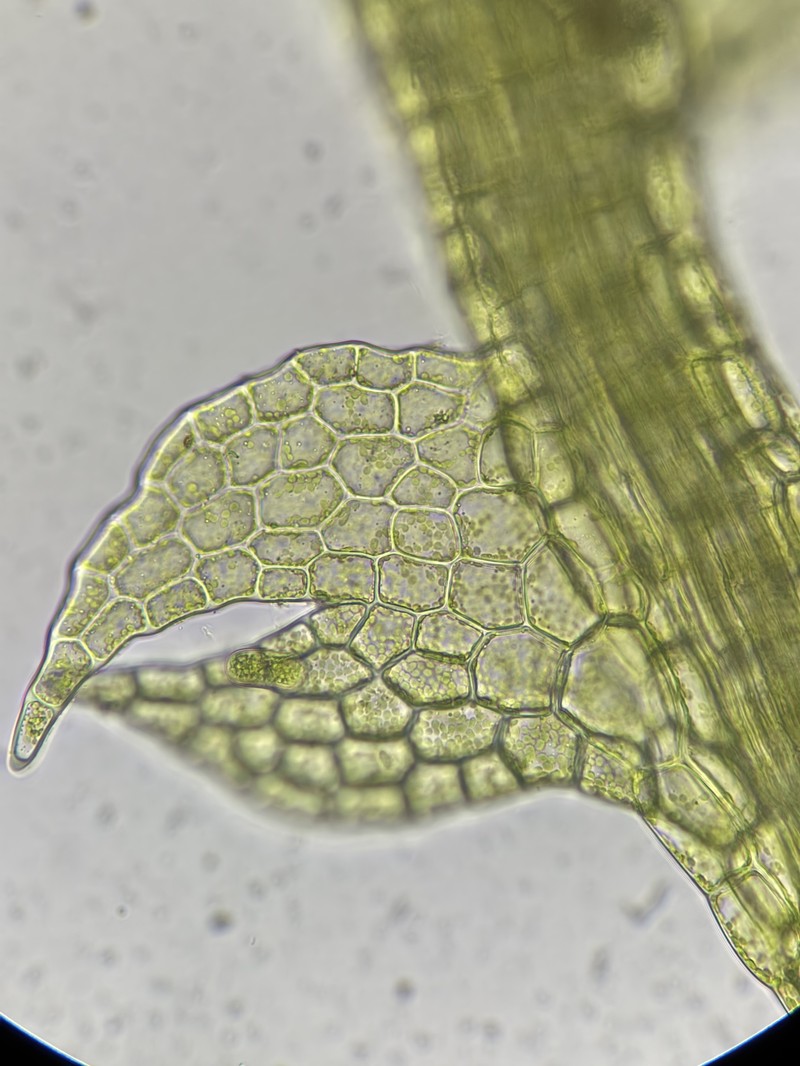 Cephalozia macrostachya