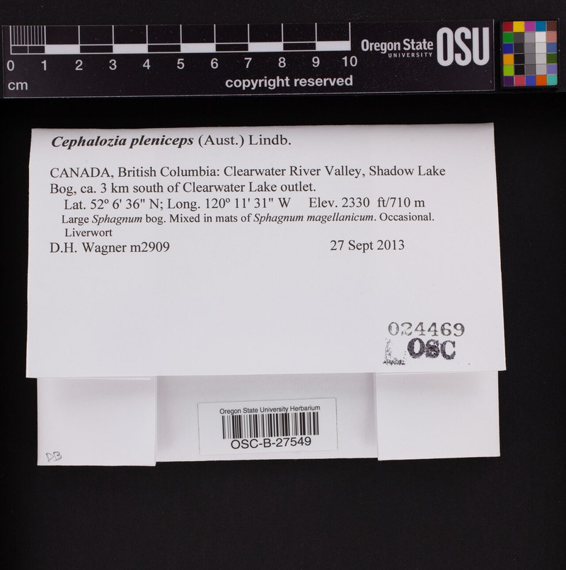Cephalozia pleniceps photo 5