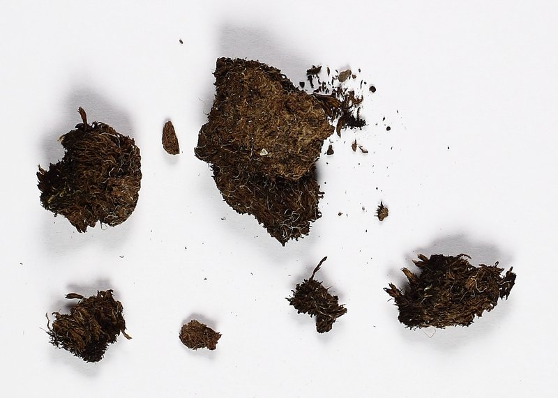 Cephaloziella arctica