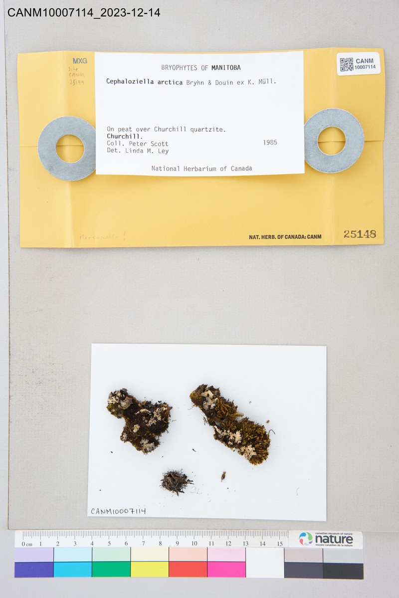 Cephaloziella arctica photo 3