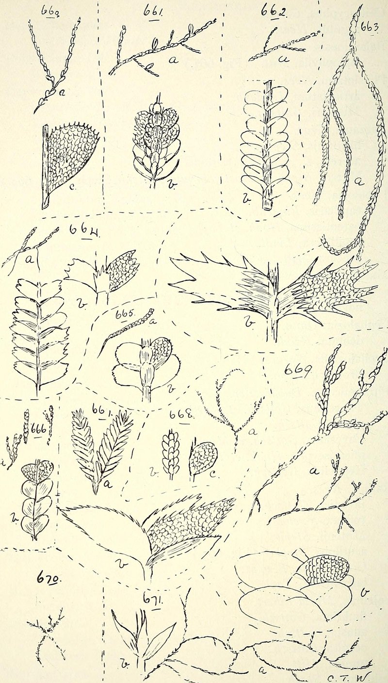 Cephaloziella dentata