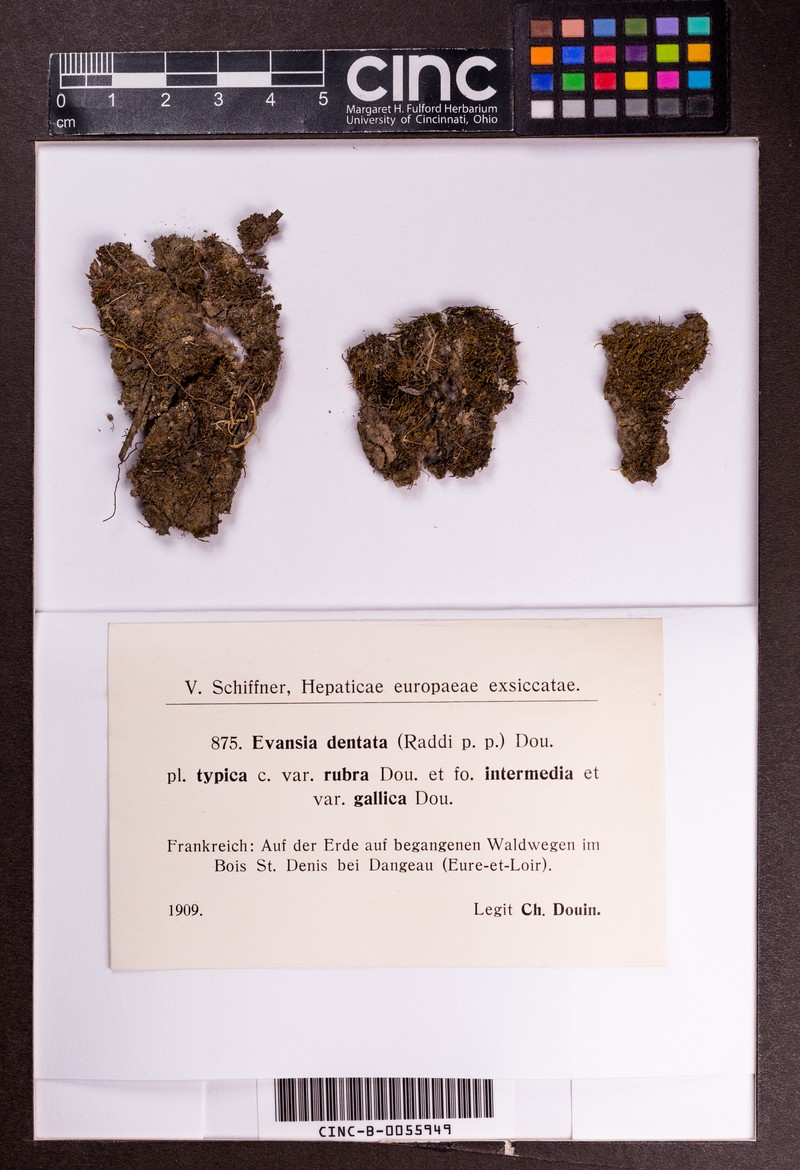 Cephaloziella dentata