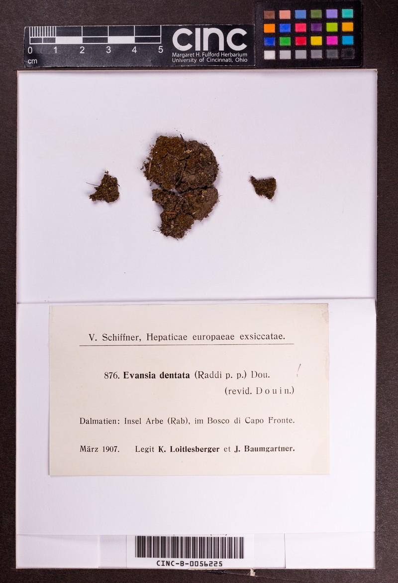 Cephaloziella dentata photo 2