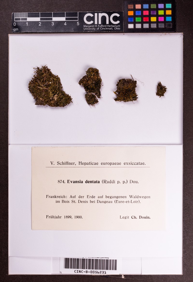 Cephaloziella dentata photo 3