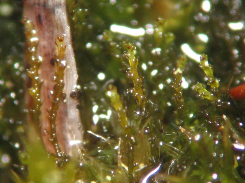 Cephaloziella divaricata