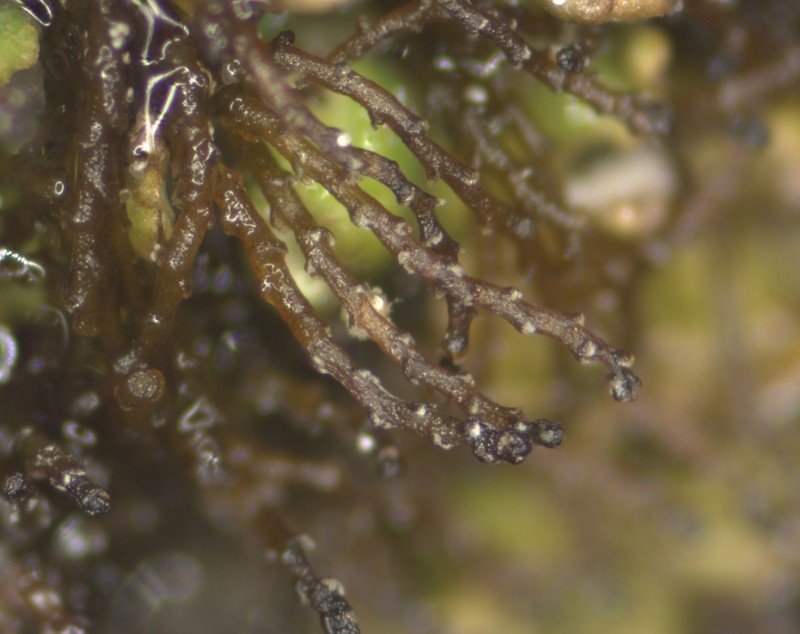Cephaloziella divaricata