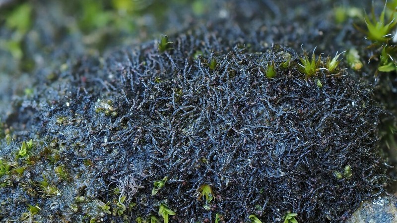 Cephaloziella divaricata photo 2