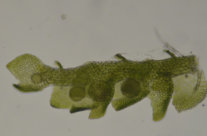 Cephaloziella divaricata photo 3