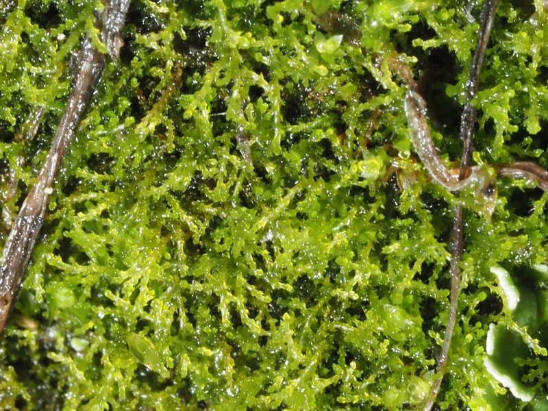 Cephaloziella divaricata photo 4
