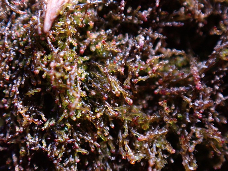 Cephaloziella divaricata photo 6