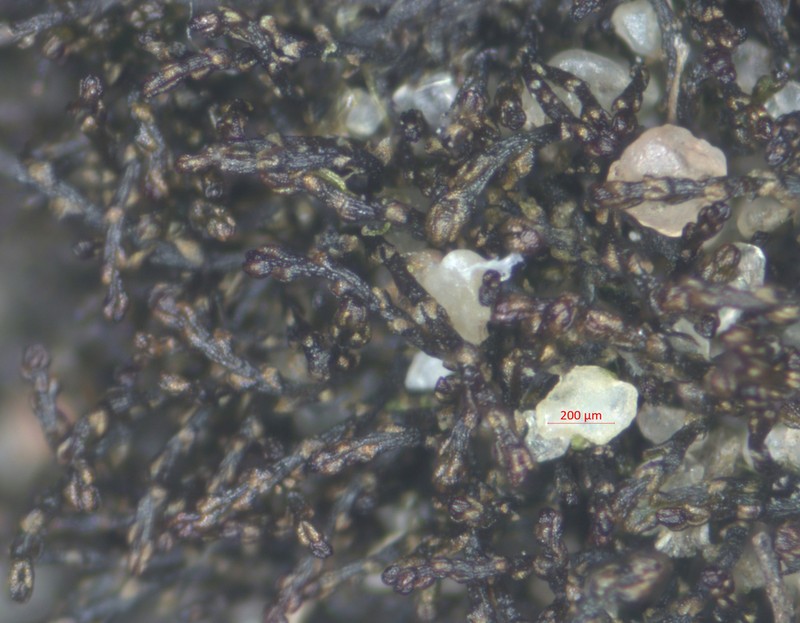 Cephaloziella divaricata photo 8
