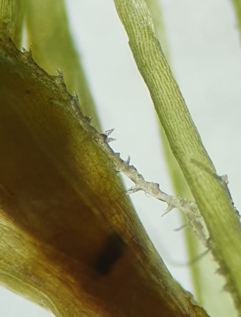 Cephaloziella elachista