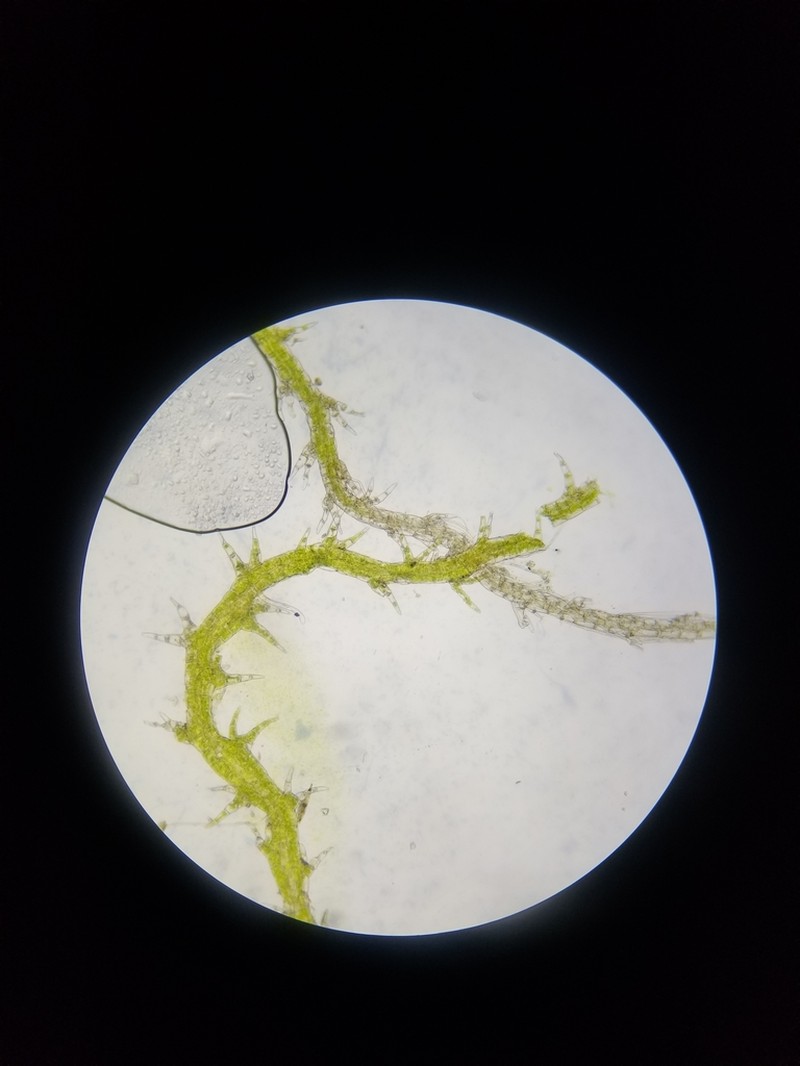 Cephaloziella elachista photo 3