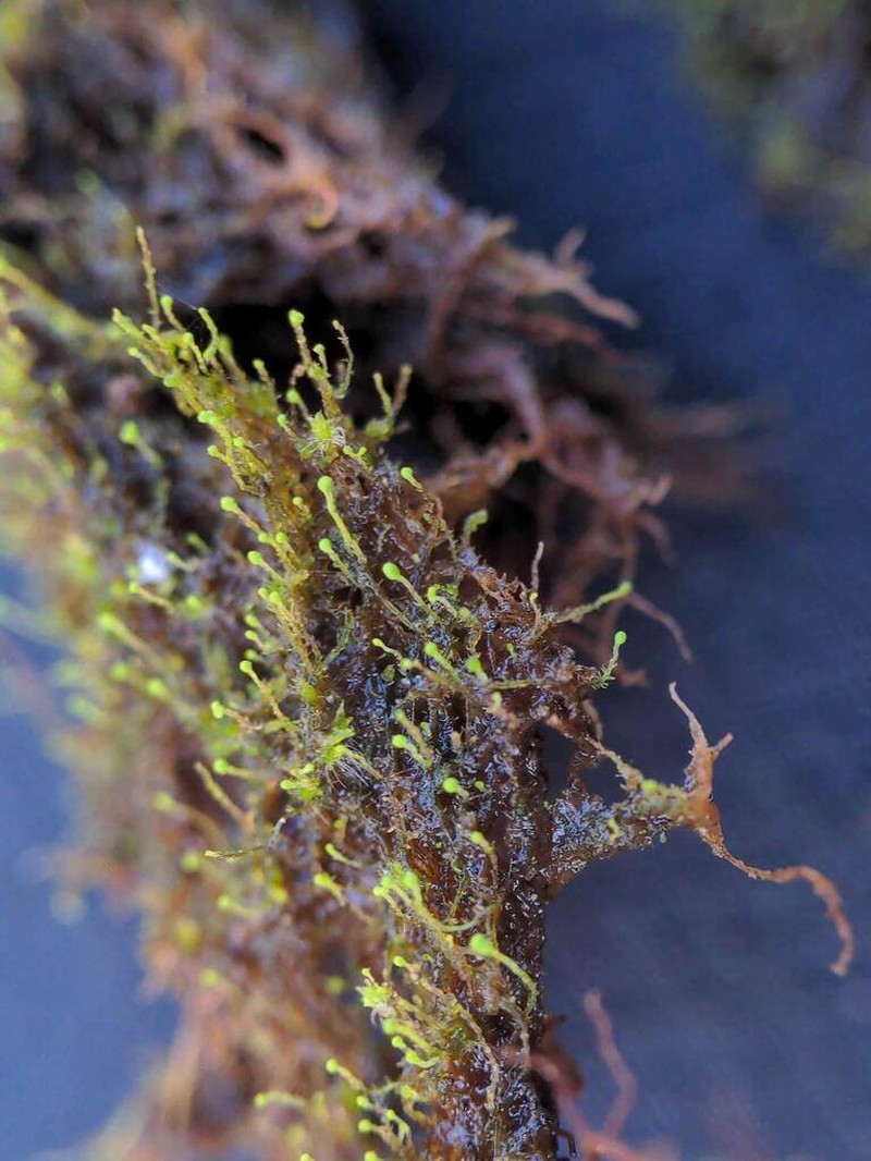 Cephaloziella elachista photo 4