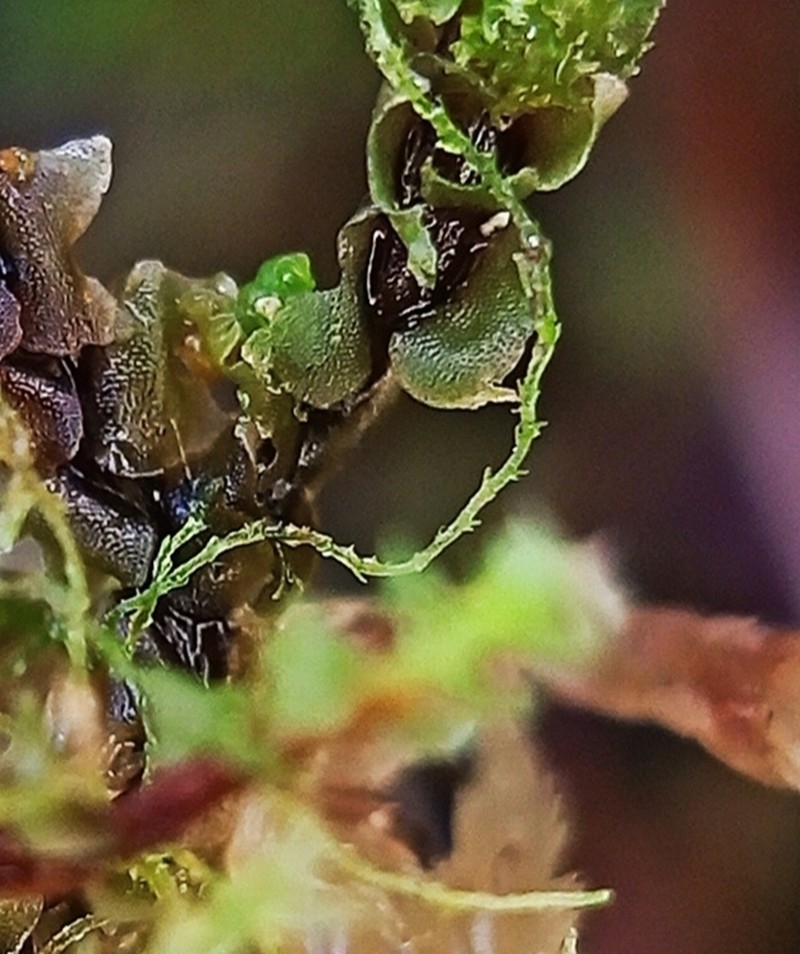 Cephaloziella elachista photo 5