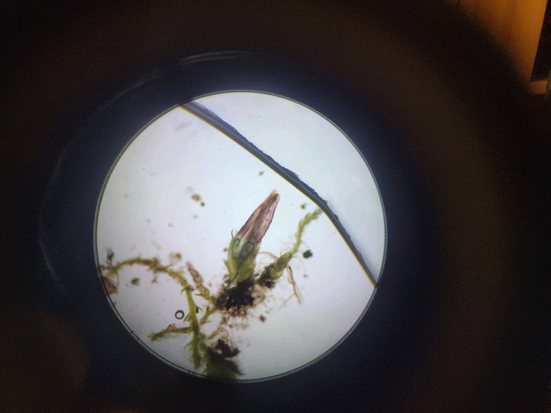 Cephaloziella elachista photo 6