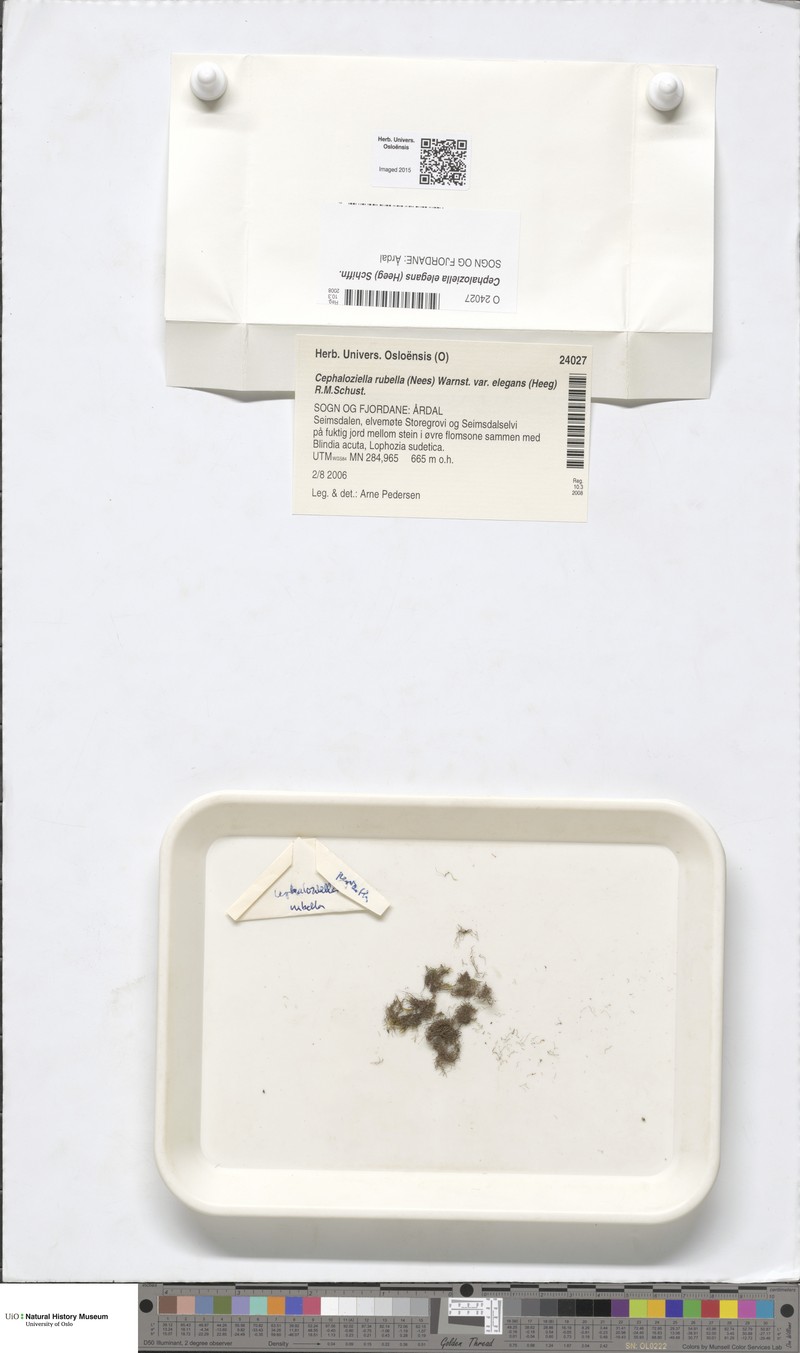 Cephaloziella elegans