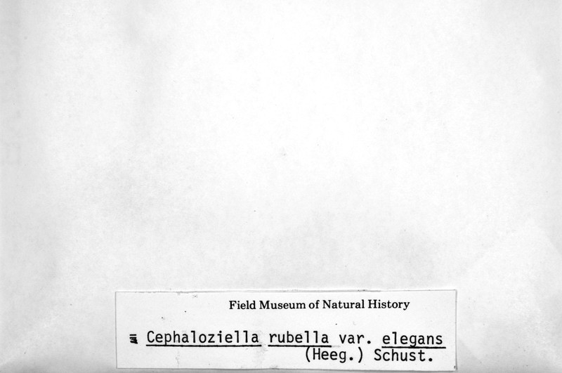 Cephaloziella elegans photo 3