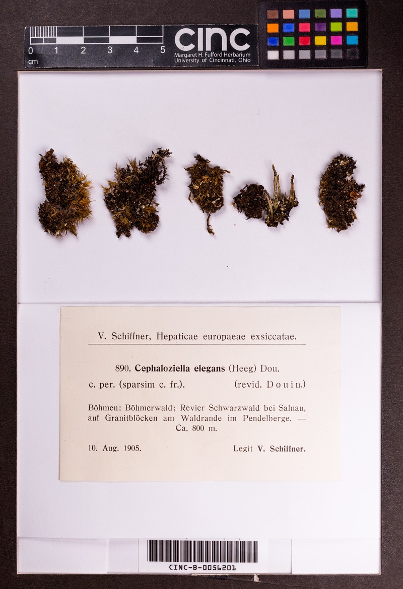 Cephaloziella elegans photo 4
