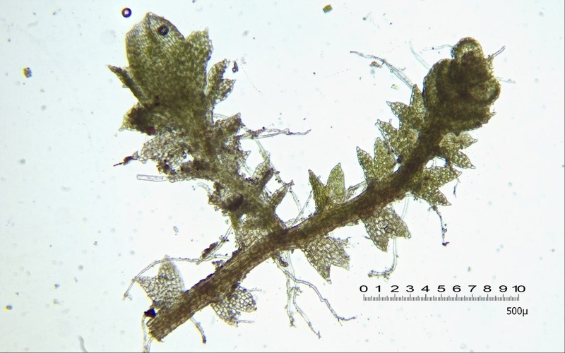 Cephaloziella hampeana