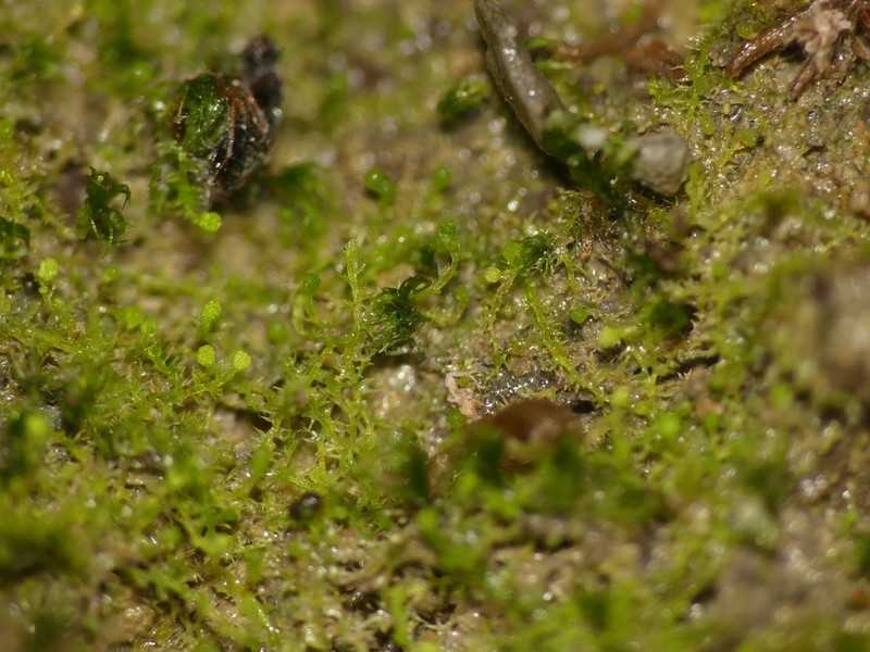 Cephaloziella hampeana photo 2