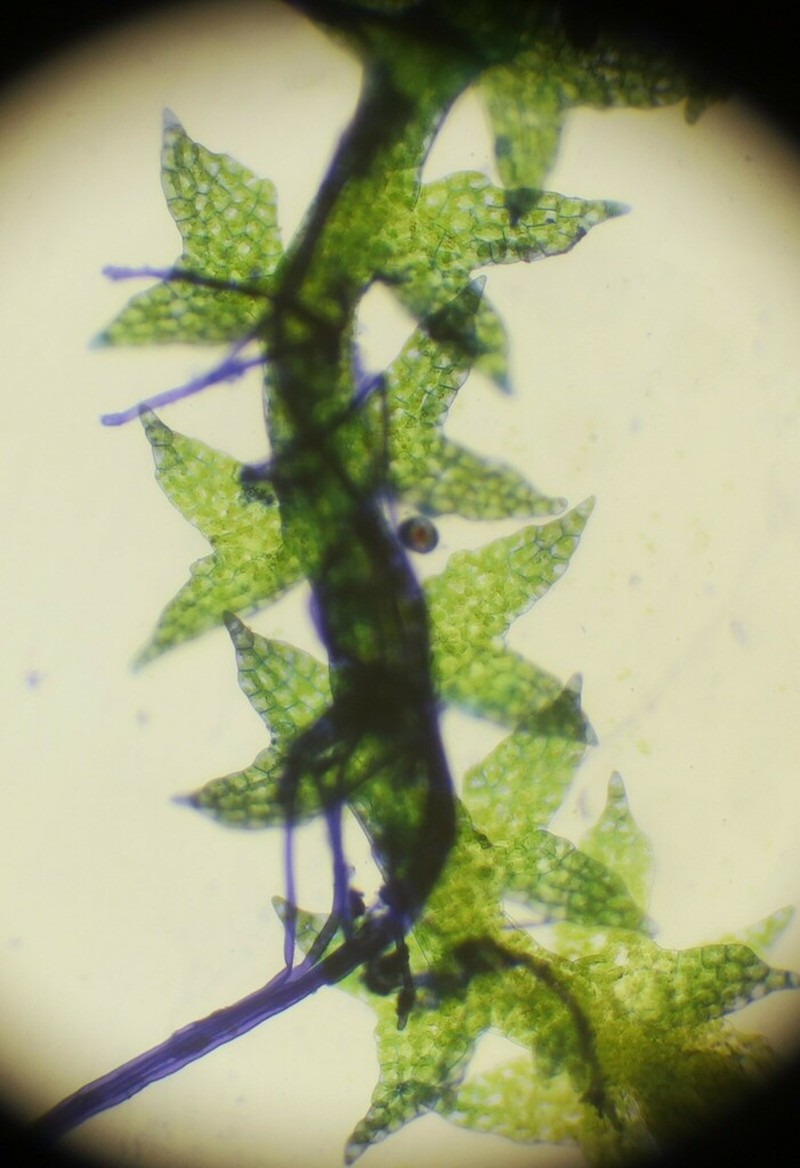 Cephaloziella hampeana photo 3