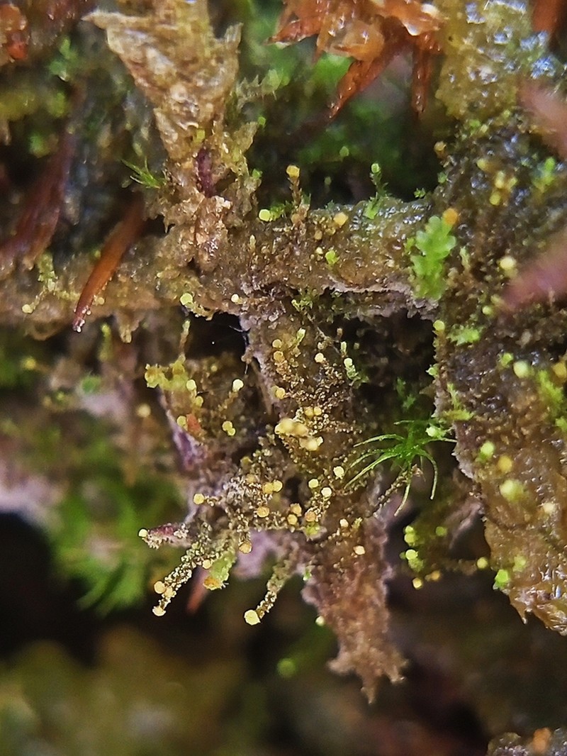 Cephaloziella hampeana photo 4